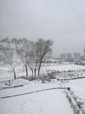 昨日旅顺下雨为主 庄河迎30年来2月最大降雪