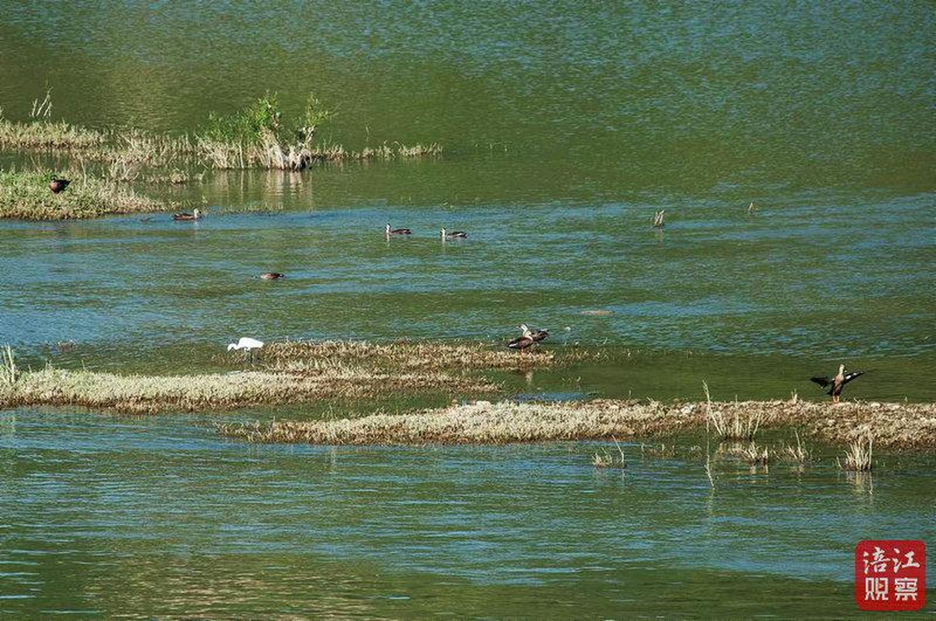 近日,在庄河市张屯水库黑脸琵鹭觅食地,荷花争艳,亭亭玉立,翠绿的荷叶