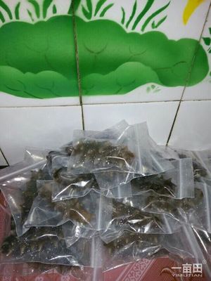 海参辽宁大连庄河市_批发_供应-一亩田农业网_专业的农产品信息商务平台