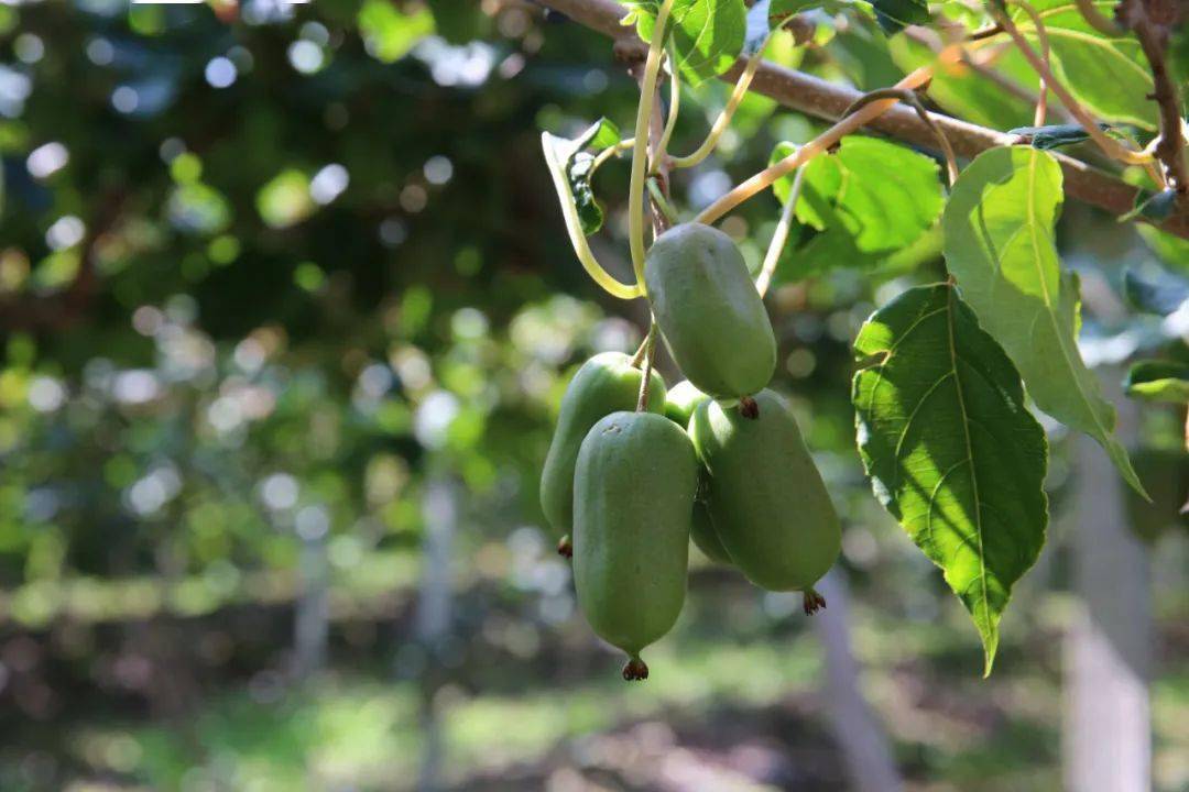 庄河市委书记申守勃调研应季农产品销售情况_疫情_防控_水果