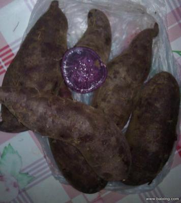 【图】- 出售优质紫薯、红薯 - 大连庄河食品/农产品 - 百姓网