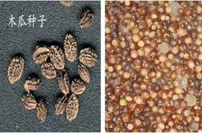 【庄河市碱茅草种子什么价格】价格,厂家,其他种子、种苗-搜了网