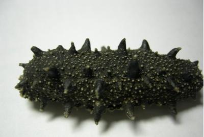 供应庄河海参苗庄河海参苗